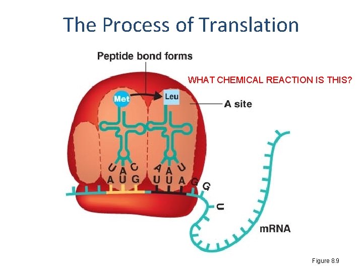 The Process of Translation WHAT CHEMICAL REACTION IS THIS? Figure 8. 9 