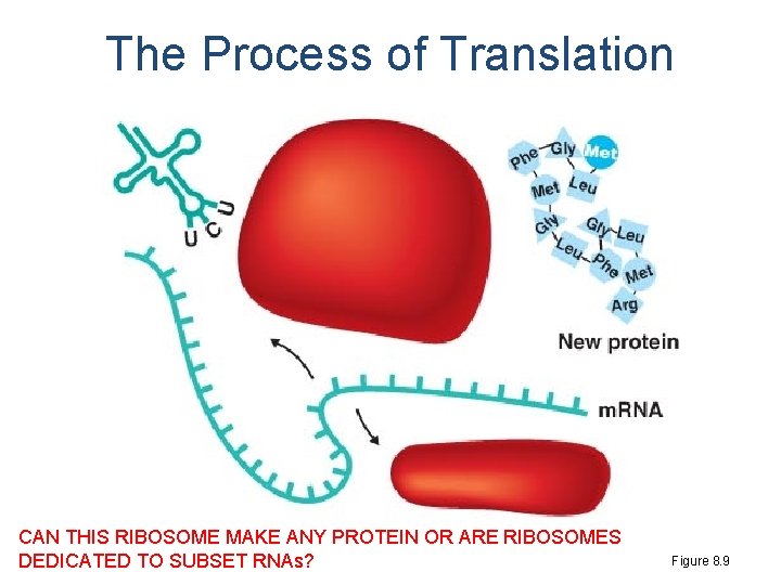 The Process of Translation CAN THIS RIBOSOME MAKE ANY PROTEIN OR ARE RIBOSOMES DEDICATED