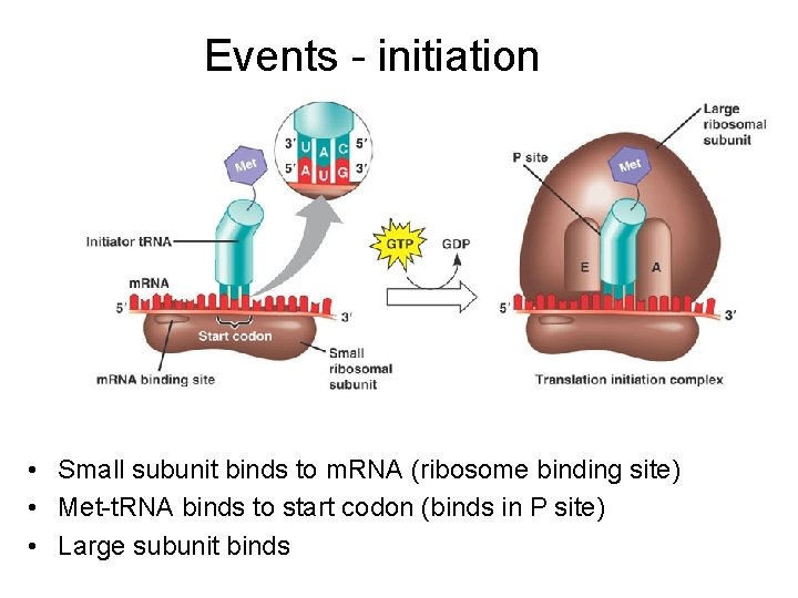 Events - initiation • Small subunit binds to m. RNA (ribosome binding site) •