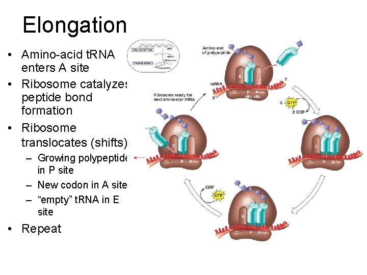 Elongation • Amino-acid t. RNA enters A site • Ribosome catalyzes peptide bond formation