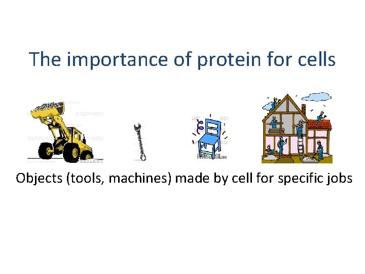 The importance of protein for cells Objects (tools, machines) made by cell for specific