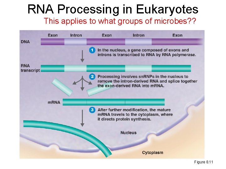 RNA Processing in Eukaryotes This applies to what groups of microbes? ? Figure 8.