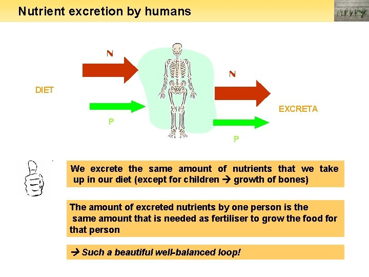 Nutrient excretion by humans N N DIET EXCRETA P P We excrete the same