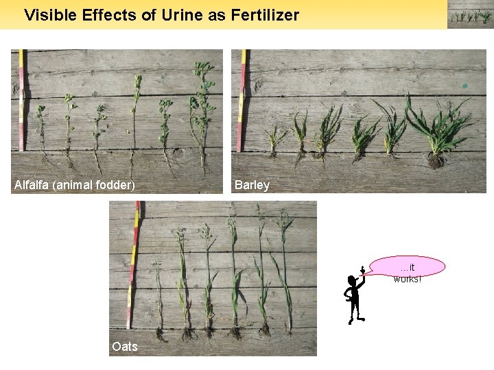 Visible Effects of Urine as Fertilizer Alfalfa (animal fodder) Barley …it works! Oats 
