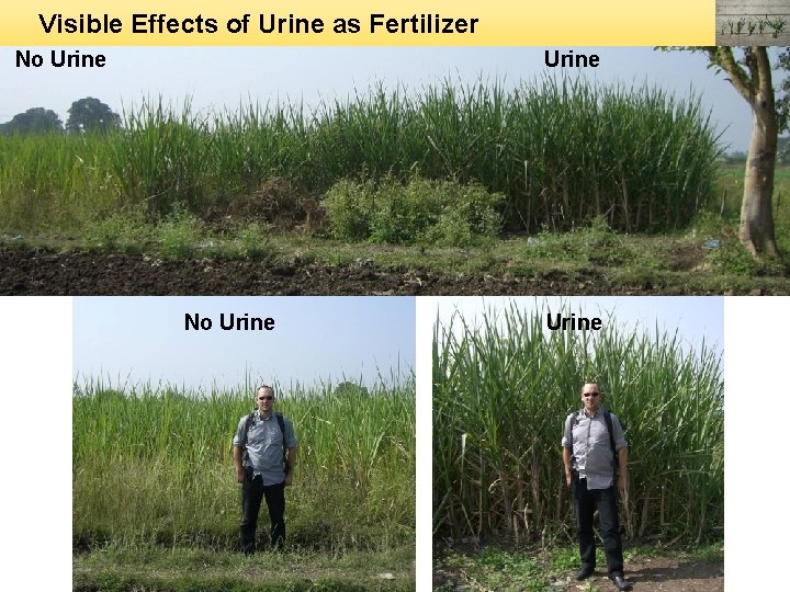 Visible Effects of Urine as Fertilizer No Urine 