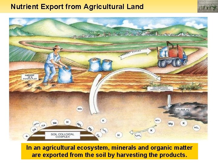 Nutrient Export from Agricultural Land In an agricultural ecosystem, minerals and organic matter are