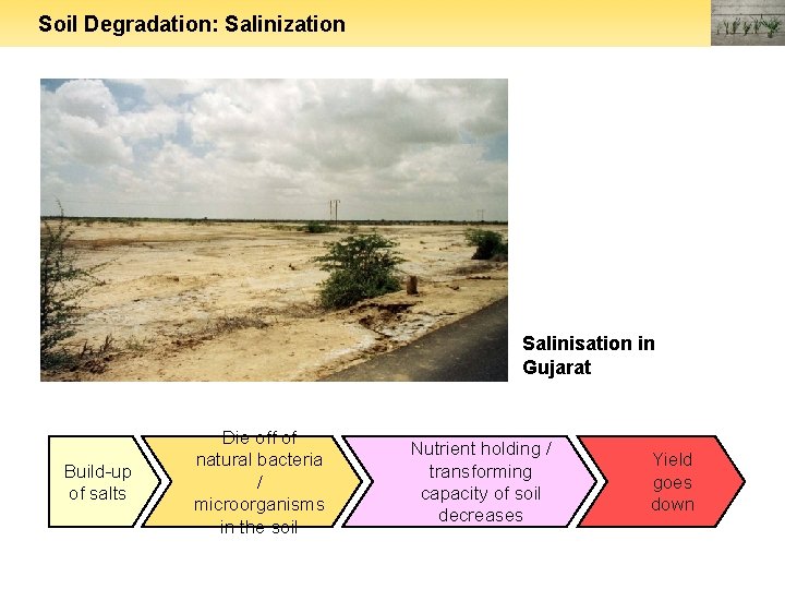Soil Degradation: Salinization Salinisation in Gujarat Build-up of salts Die off of natural bacteria