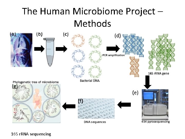 The Human Microbiome Project – Methods 16 S r. RNA sequencing 