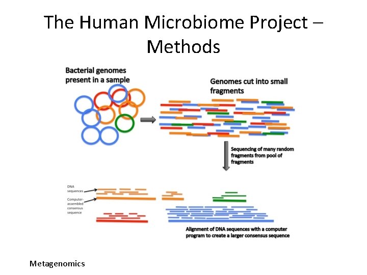 The Human Microbiome Project – Methods Metagenomics 
