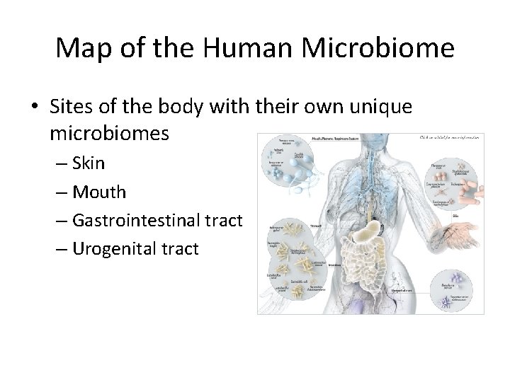 Map of the Human Microbiome • Sites of the body with their own unique