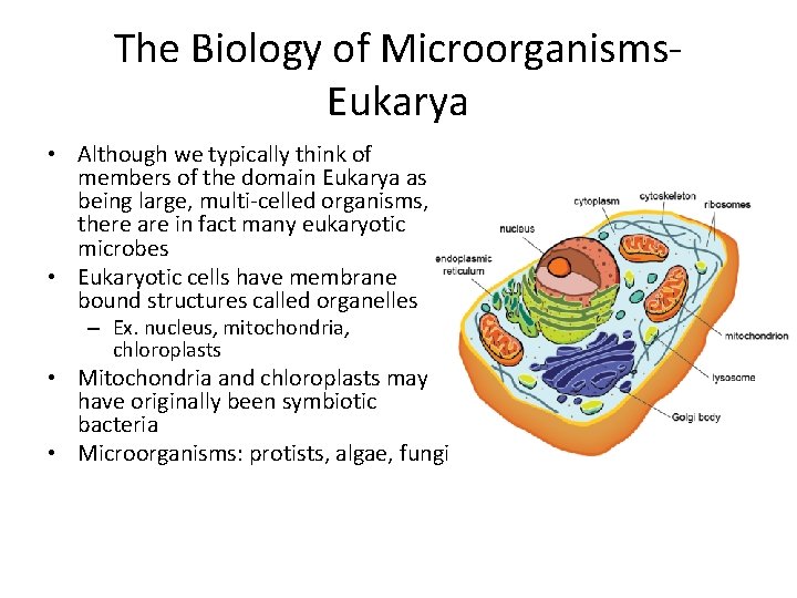 The Biology of Microorganisms. Eukarya • Although we typically think of members of the