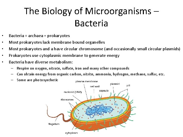 The Biology of Microorganisms – Bacteria • • • Bacteria + archaea = prokaryotes