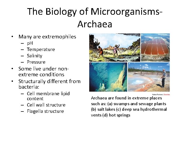 The Biology of Microorganisms. Archaea • Many are extremophiles – – p. H Temperature