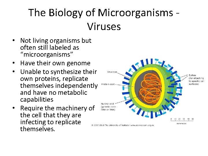 The Biology of Microorganisms Viruses • Not living organisms but often still labeled as