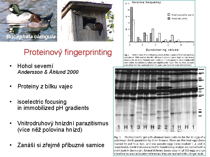 Bucephala clangula Proteinový fingerprinting • Hohol severní Andersson & Åhlund 2000 • Proteiny z