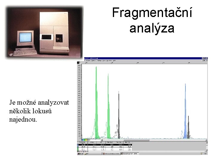 Fragmentační analýza Je možné analyzovat několik lokusů najednou. 