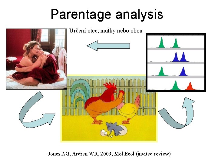 Parentage analysis Určení otce, matky nebo obou Jones AG, Ardren WR, 2003, Mol Ecol