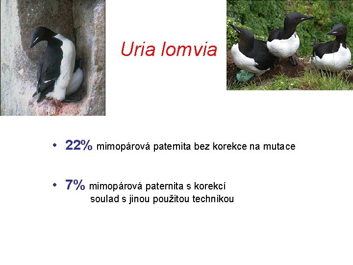 Uria lomvia • 22% mimopárová paternita bez korekce na mutace • 7% mimopárová paternita