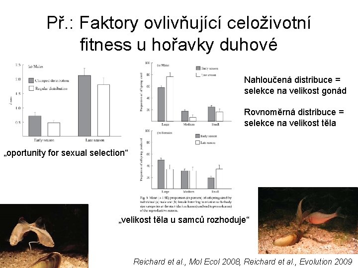 Př. : Faktory ovlivňující celoživotní fitness u hořavky duhové Nahloučená distribuce = selekce na