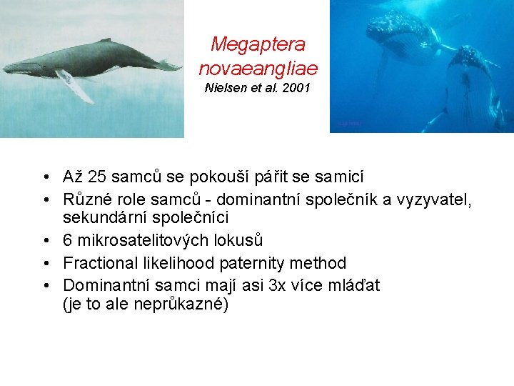 Megaptera novaeangliae Nielsen et al. 2001 • Až 25 samců se pokouší pářit se