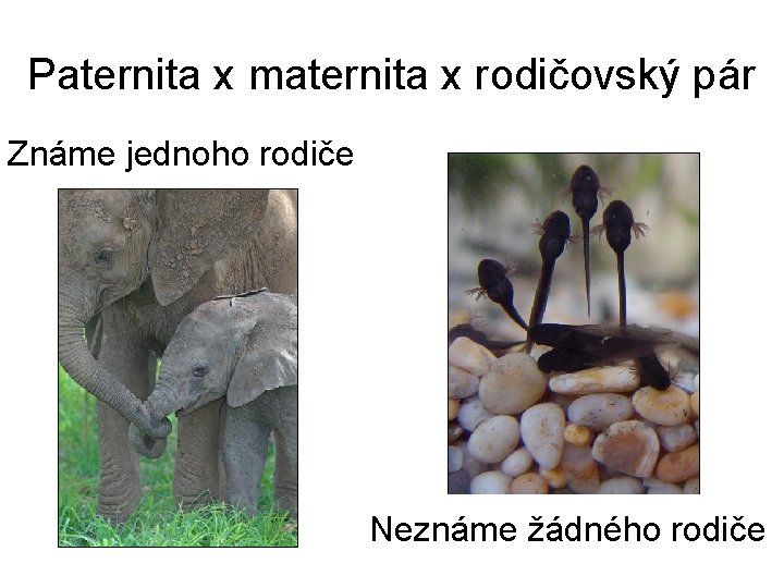 Paternita x maternita x rodičovský pár Známe jednoho rodiče Neznáme žádného rodiče 