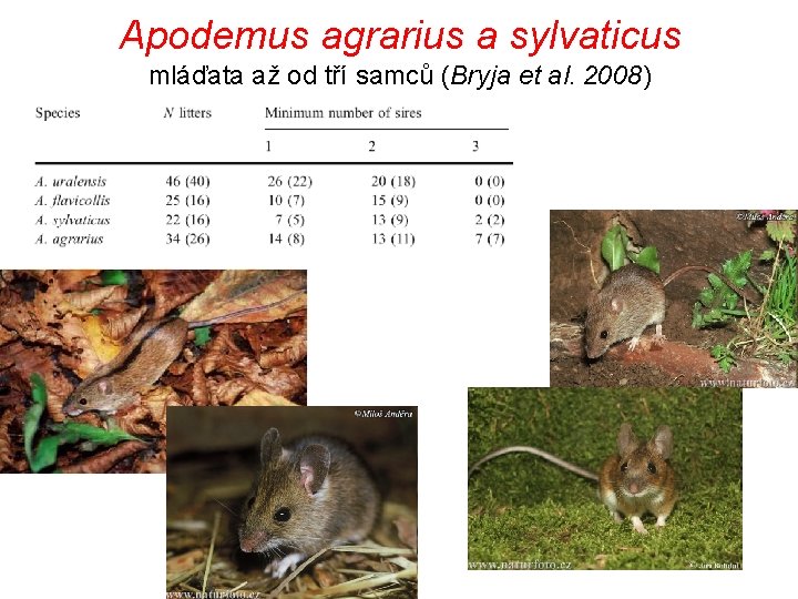Apodemus agrarius a sylvaticus mláďata až od tří samců (Bryja et al. 2008) 