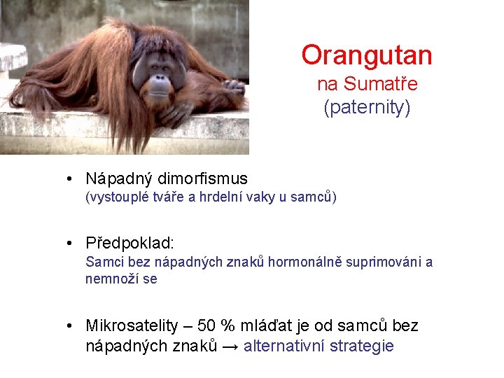 Orangutan na Sumatře (paternity) • Nápadný dimorfismus (vystouplé tváře a hrdelní vaky u samců)