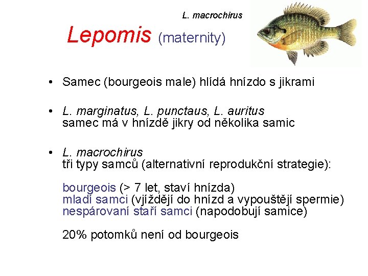 L. macrochirus Lepomis (maternity) • Samec (bourgeois male) hlídá hnízdo s jikrami • L.