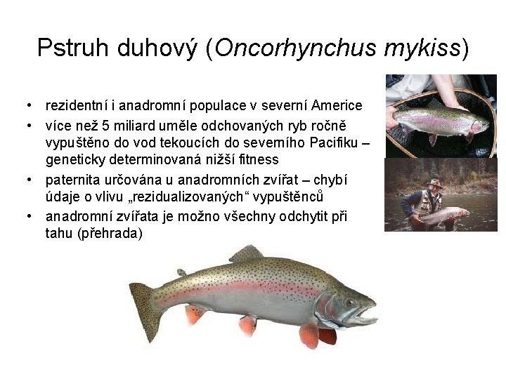 Pstruh duhový (Oncorhynchus mykiss) • rezidentní i anadromní populace v severní Americe • více