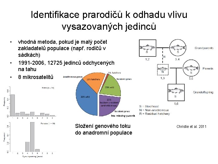 Identifikace prarodičů k odhadu vlivu vysazovaných jedinců • • • vhodná metoda, pokud je