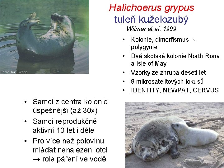 Halichoerus grypus tuleň kuželozubý Wilmer et al. 1999 • Kolonie, dimorfismus→ polygynie • Dvě