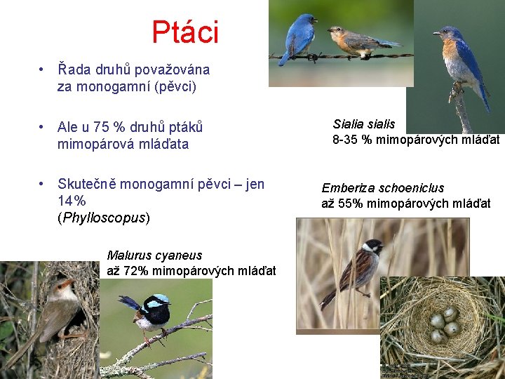 Ptáci • Řada druhů považována za monogamní (pěvci) • Ale u 75 % druhů