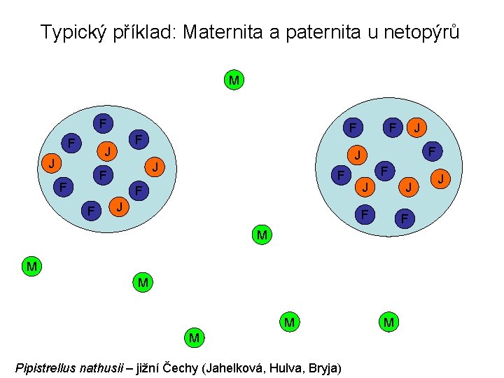 Typický příklad: Maternita a paternita u netopýrů M F F F J J F