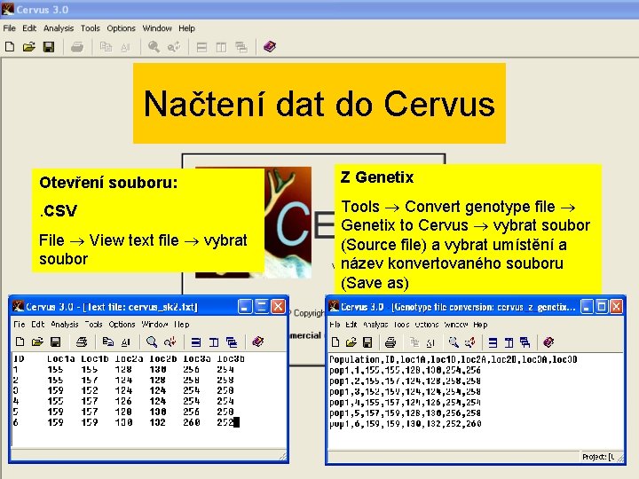 Načtení dat do Cervus Otevření souboru: Z Genetix . CSV Tools Convert genotype file