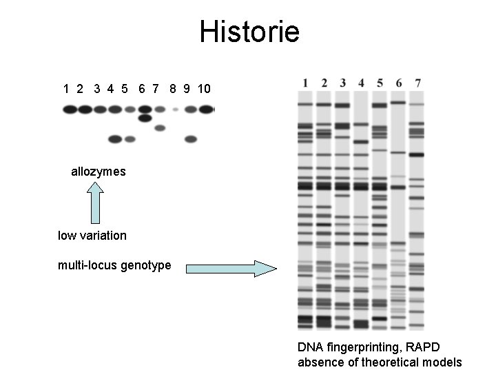 Historie 1 2 3 4 5 6 7 8 9 10 allozymes low variation