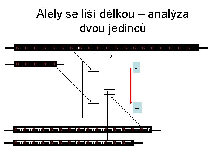 Alely se liší délkou – analýza dvou jedinců CTTTCTTTCTTTCTTTCTTTCTTTCTTTCTTTCTTTCTTT 1 2 CTTTCTTTC - +