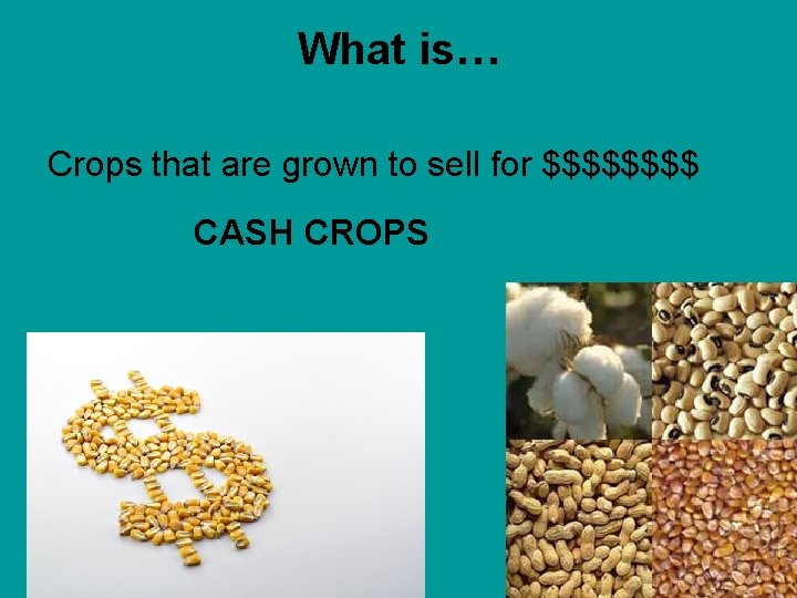 What is… Crops that are grown to sell for $$$$ CASH CROPS 