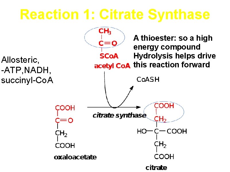 Reaction 1: Citrate Synthase Allosteric, -ATP, NADH, succinyl-Co. A A thioester: so a high