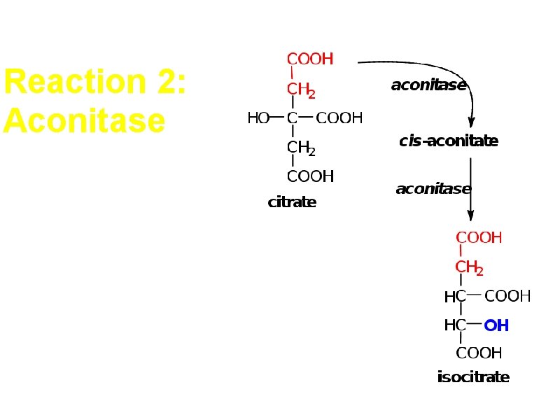 Reaction 2: Aconitase Dehydration followed by hydration 