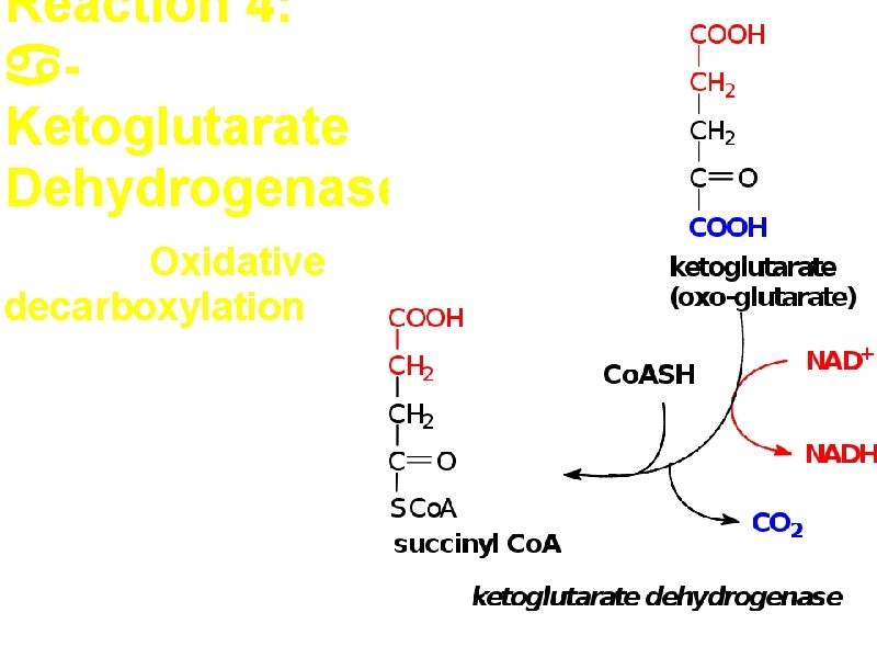 Reaction 4: Ketoglutarate Dehydrogenase Second Oxidative decarboxylation 