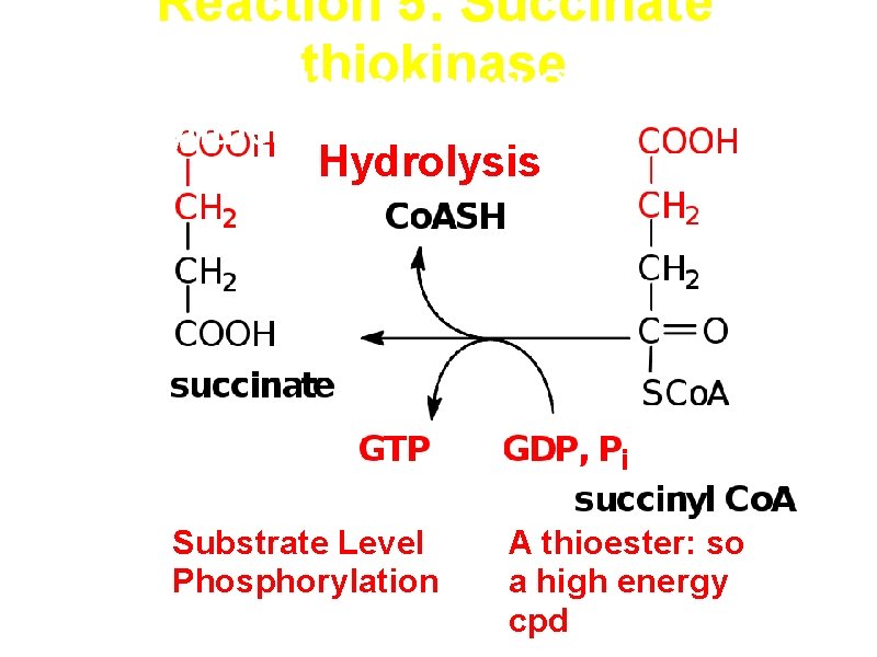 Reaction 5: Succinate thiokinase (also called succinyl Co. A synthetase) Hydrolysis Substrate Level Phosphorylation