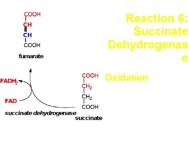 Reaction 6: Succinate Dehydrogenas e 2 Oxidation e- carrier is FAD 