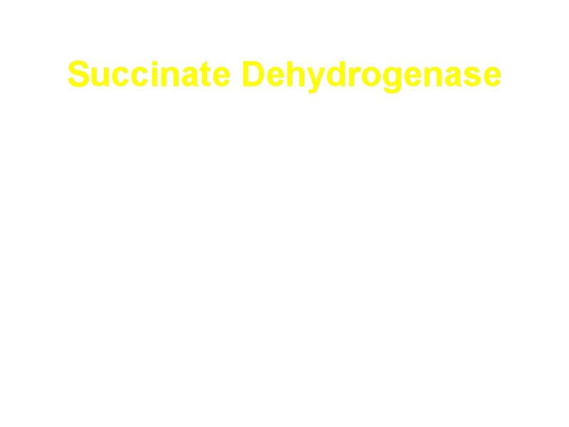 Succinate Dehydrogenase a. Part of electron transport chain in the inner membrane of mitochondria.