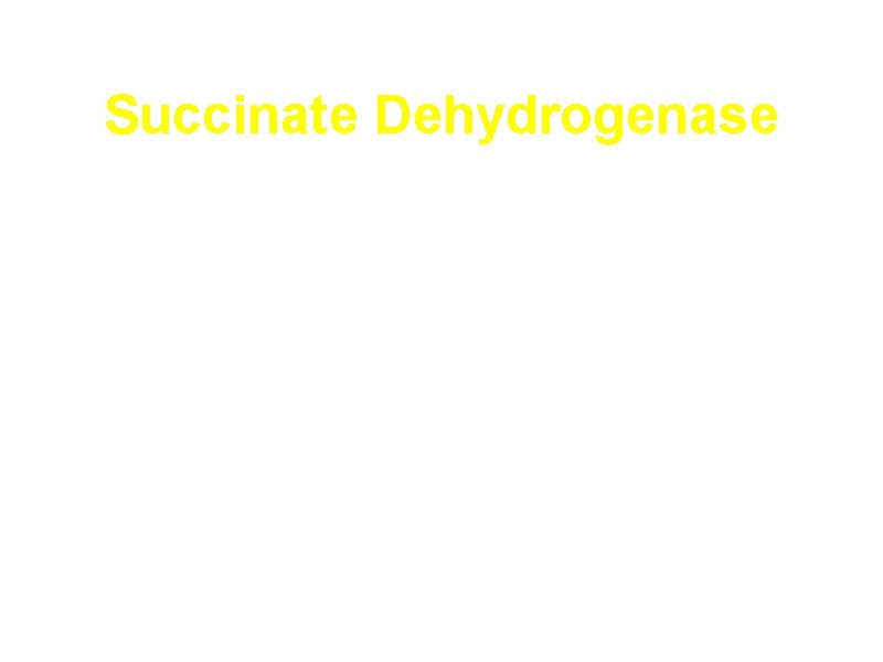 Succinate Dehydrogenase a. Part of electron transport chain in the inner membrane of mitochondria.