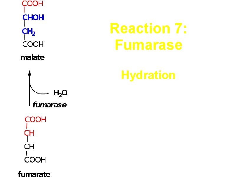 Reaction 7: Fumarase Hydration trans-addition of the elements of water across the double bond,