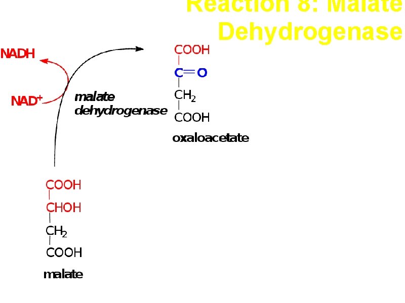 Reaction 8: Malate Dehydrogenase Oxidation This and the previous two reactions form a reaction