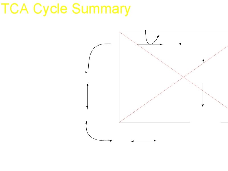 TCA Cycle Summary 1 acetate through the cycle produces 2 CO 2, 1 GTP,