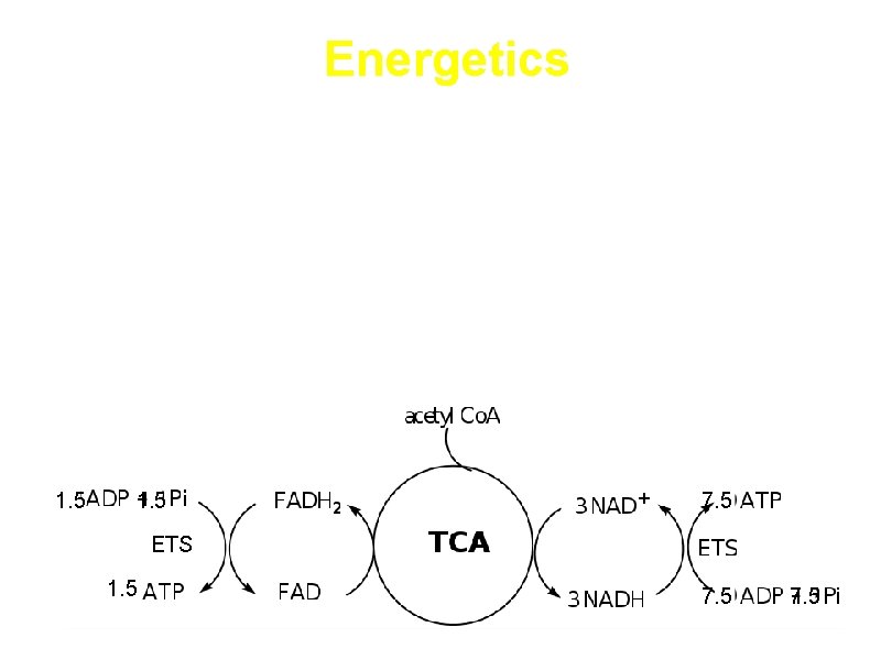 Energetics a. Energy is conserved in the reduced coenzymes NADH, FADH 2 and one