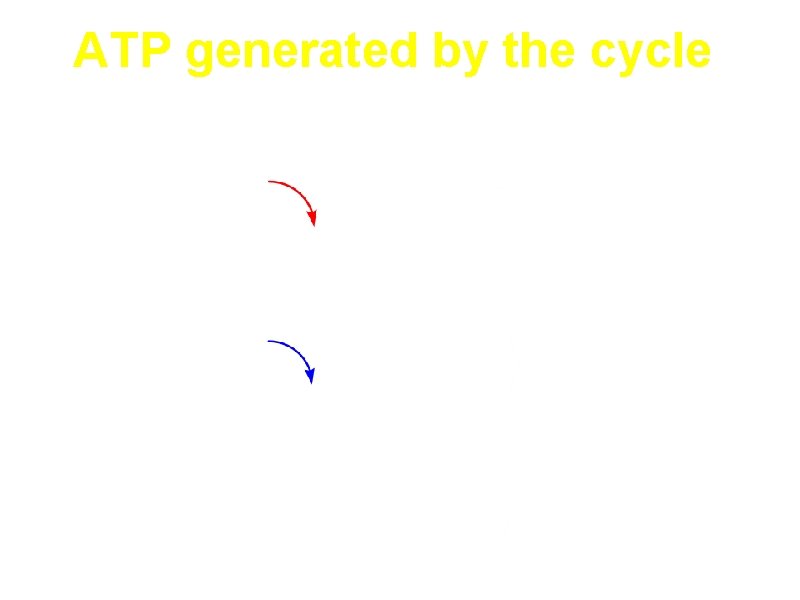 ATP generated by the cycle 3 NADH 3 NAD+ ETS 3*2. 5=7. 5 ATP