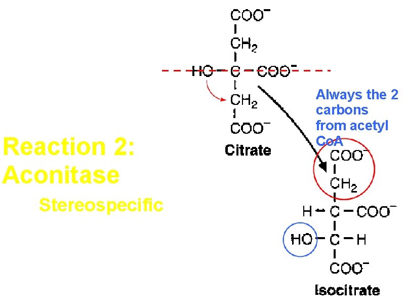 Reaction 2: Aconitase Stereospecific A symmetrical compound is converted to a chiral compound Always